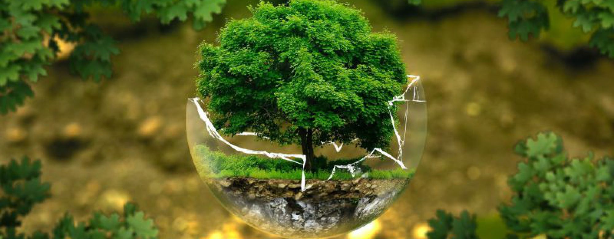 Imagebild - Umwelt Baeumchen in kleiner zerbrochener Glaskugel