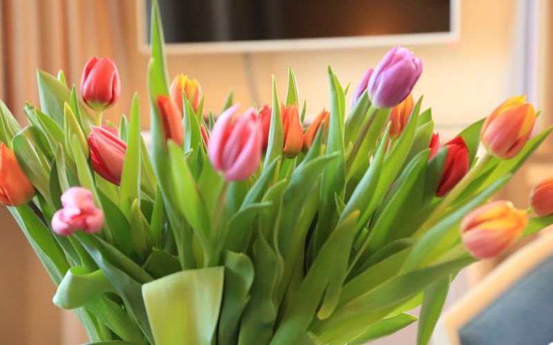 Vineta Strandhotels Begruessungsstrauss Tulpen